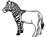 Zebra Outline To Colour With Images Zebra Coloring Pages
