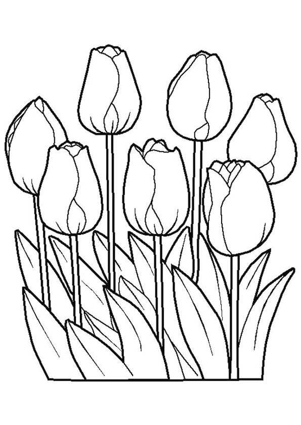 Kleurplaat Tulpen Coloring Page Tulips Kleurplaten Bloem