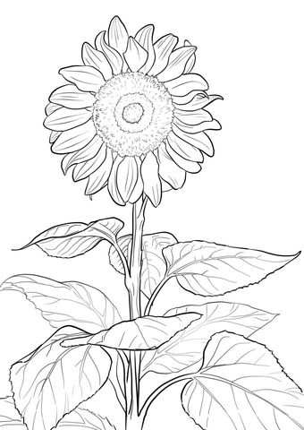 Sunflower Coloring Page Kleurplaten Bloemen Tekenen En Kleurboek
