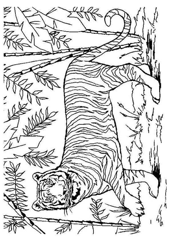 Coloring Pages For Adults Tiger Lion Adult Coloring Pages