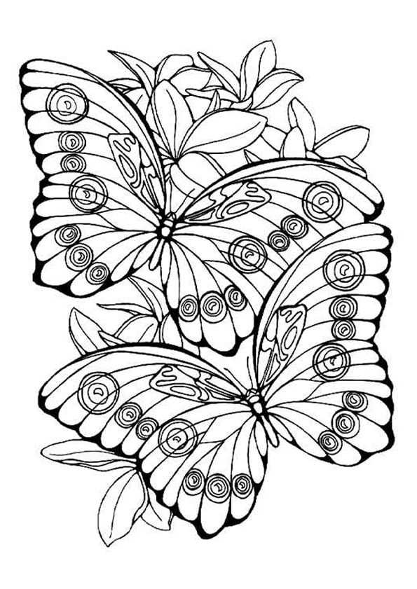 Kleurplaat Voor Volwassenen Butterflies Kleurplaten Mandala