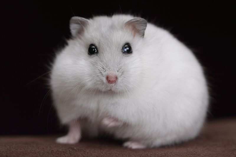 De Russische Dwerghamster Pearl Cute Hamsters Cute Animals