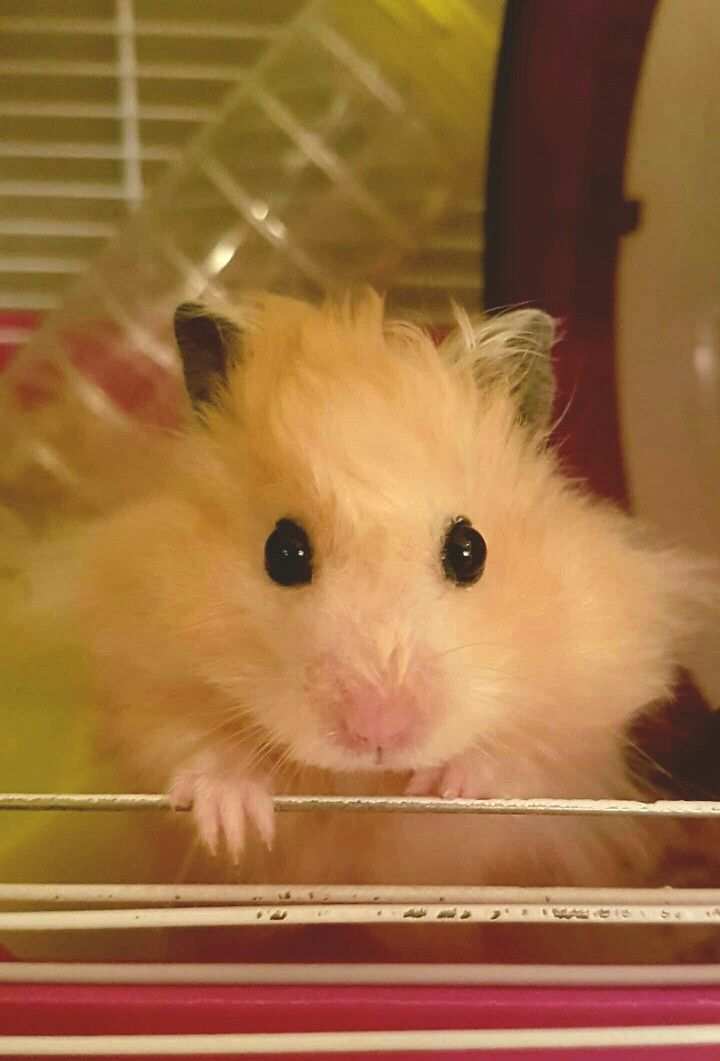 Most Popular Hamster Breeds With Images Cute Hamsters Cute