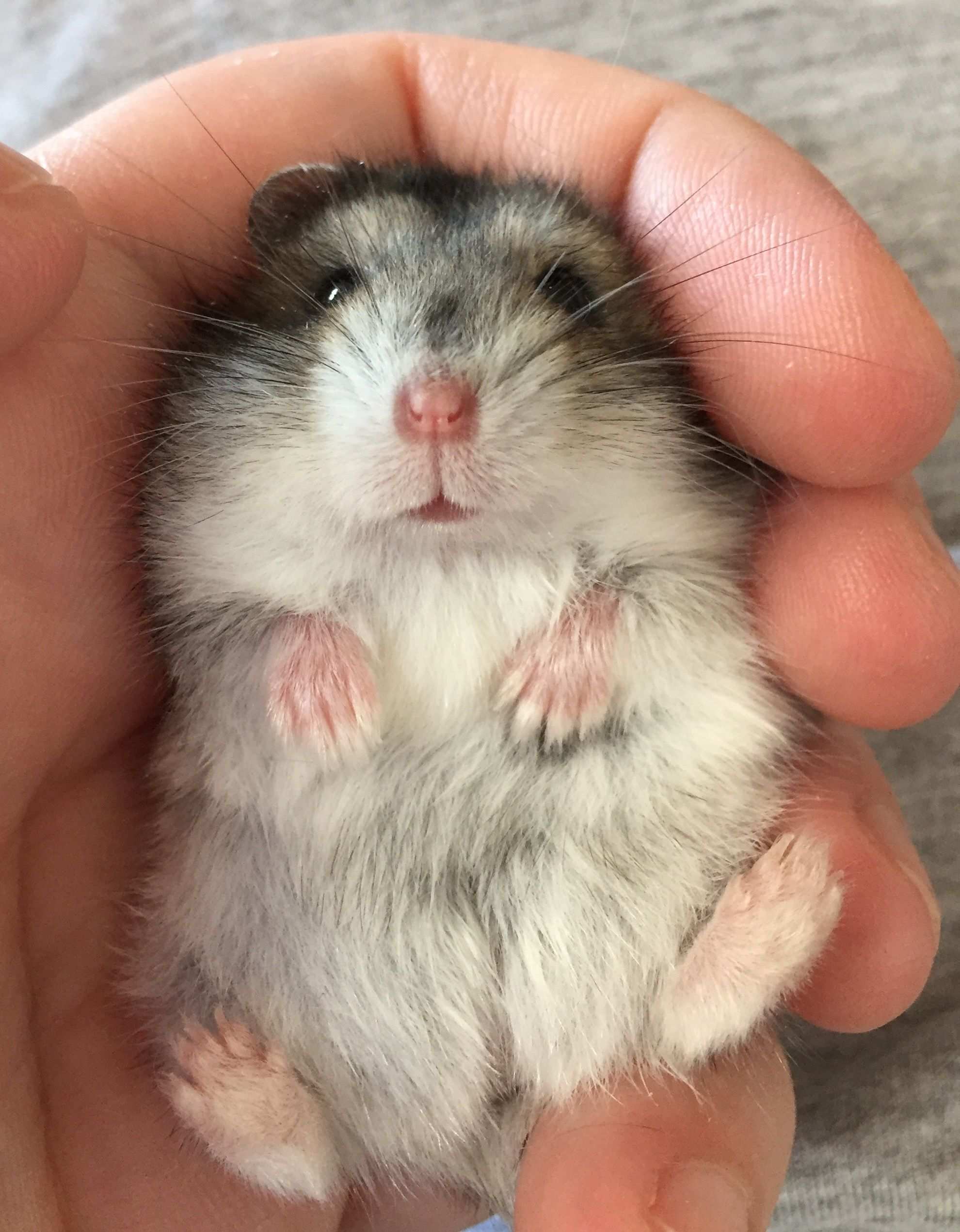 Lil Female Hamster Baby With Images Cute Hamsters Hamsters As