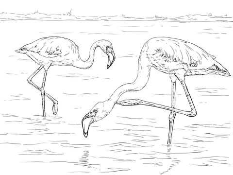 Kleine Flamingo Kleurplaat Categorieen Flamingo S Gratis