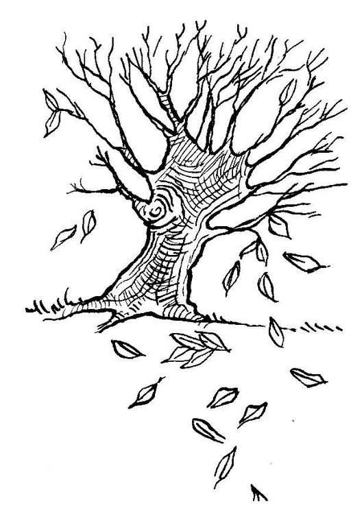 Kleurplaat Herfstboom Herfst Bomen Herfst Activiteiten Herfst