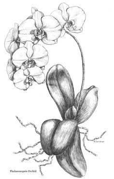Image Result For Botanical Drawings Of Orchids Kleurplaten