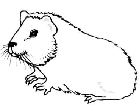 Pin Op Cavia