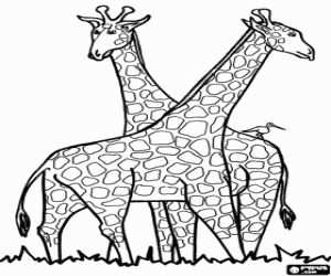 Twee Giraffen En Een Vogel Het Scannen Van De Horizon Kleurplaat
