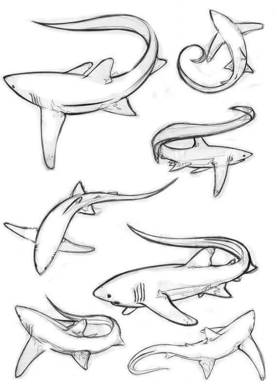 Aquarium Shark Coloring Pages Shark Art Shark Drawing