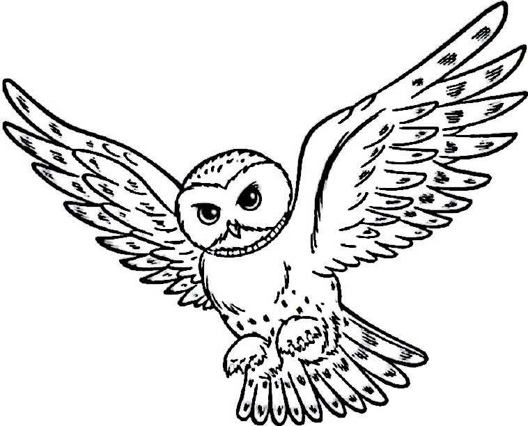 Kleurplaat Harry Potter Hedwig