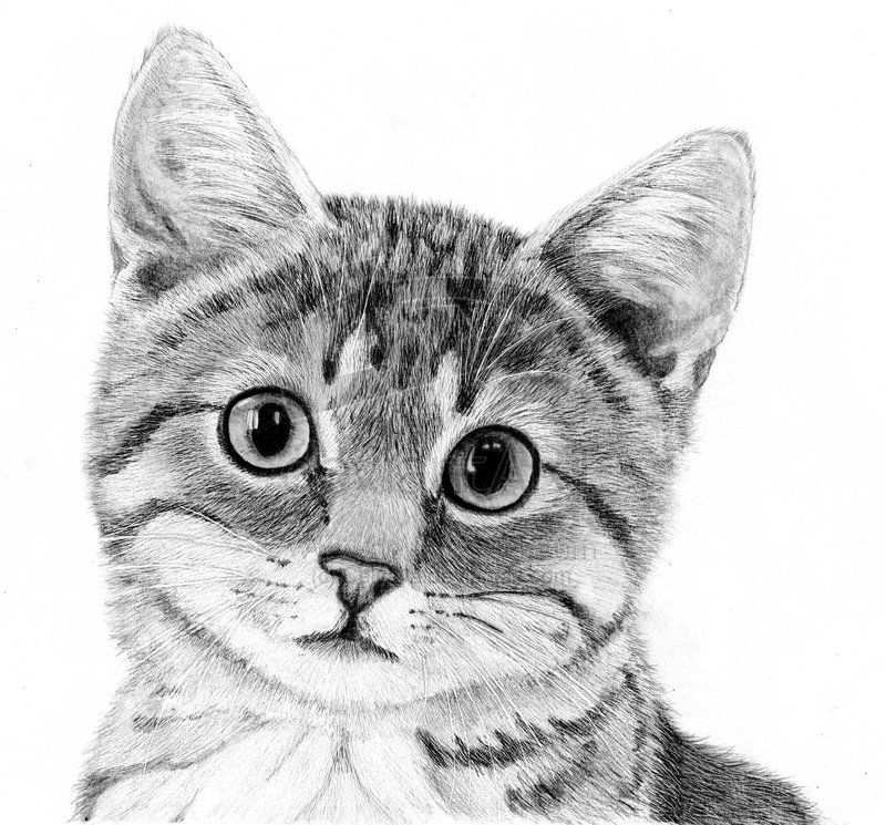 Katten Tekeningen Google Zoeken Kattenkunst Dieren Tekenen