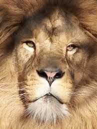 Kleurplaat Leeuwenkop Google Zoeken Lion Animals Like A Boss