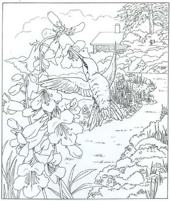 Coloring Page Nature Around The House Nature Around The House