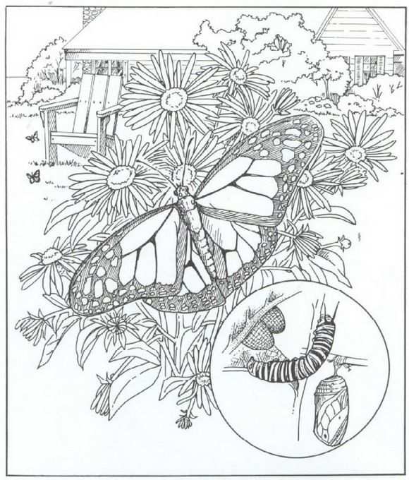 Kleurplaat Natuur Rondom Het Huis Vlinders Met Afbeeldingen