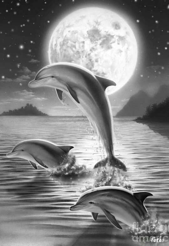 Dolphins In The Moonlight Coloring For Adults Kleuren Voor