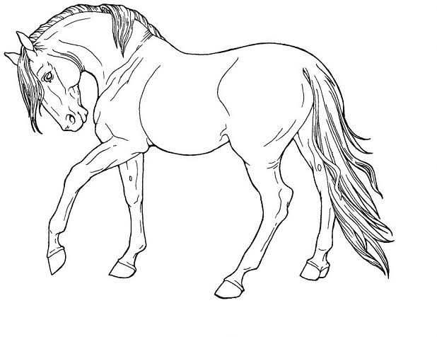 Coloring Page Horse Google Da Ara Dieren Tekenen Paard