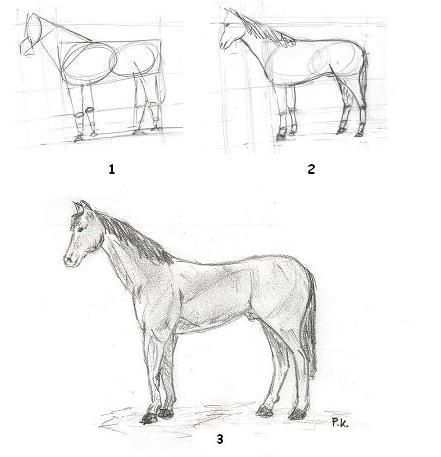 Realistisch Paard Leren Tekenen Met Afbeeldingen Paard
