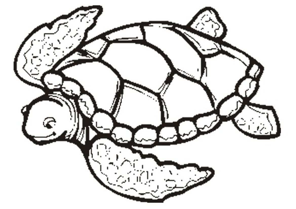 Free Printable Turtle Coloring Pages For Kids Turtle Coloring