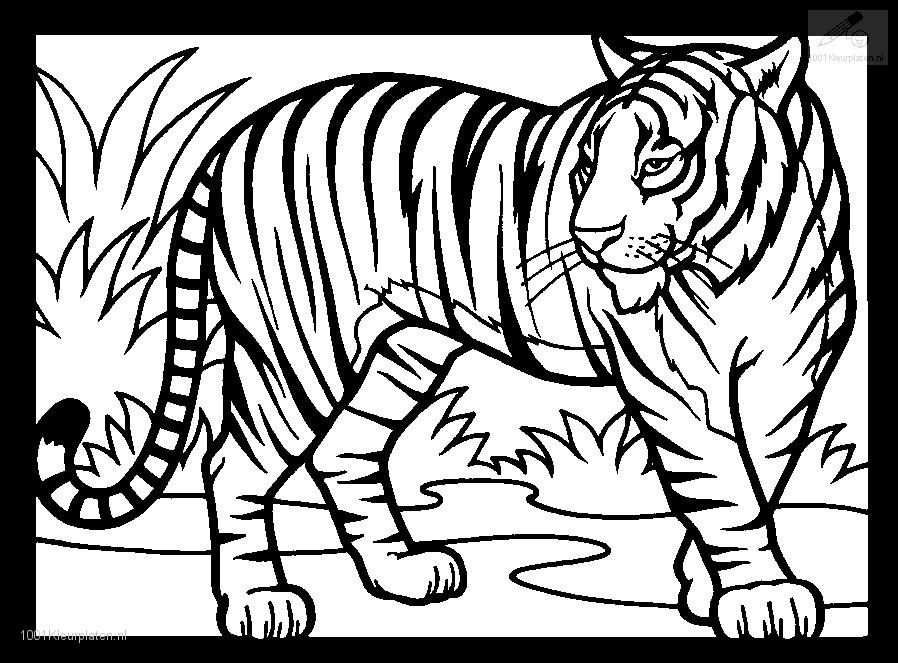 Coloringpage Tiger Coloring Page 1jpg With Images Tiger
