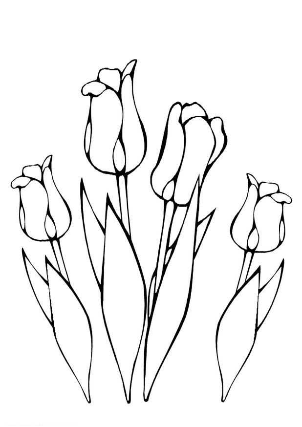 Kleurplaat Lente Tulpen Tulpen Kleurplaten Bloemen Tekenen