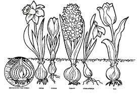 Flowers To Color S Izobrazheniyami Cvetochnye Raskraski Cvety