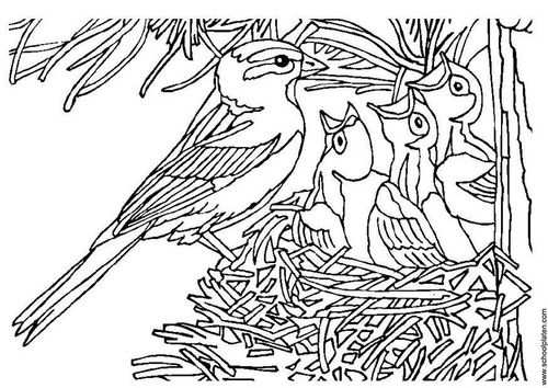 Kleurplaten Vogels Met Afbeeldingen Vogels Kleurplaten Vogeltjes