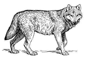 Rode Vos Dieren Tekenen Dieren Kleurplaten Vossen Schilderij