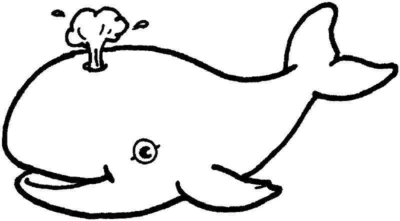 Kleurplaat Walvis Dier Dieren Whale Coloring Pages Animal