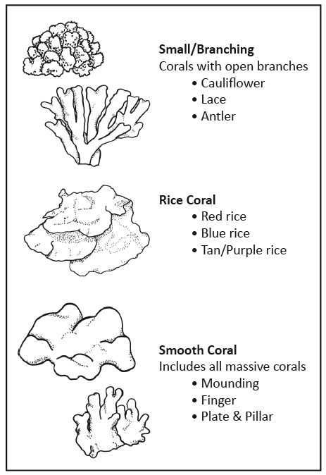 Coral Reef Project Met Afbeeldingen Thema Tekenen Vis