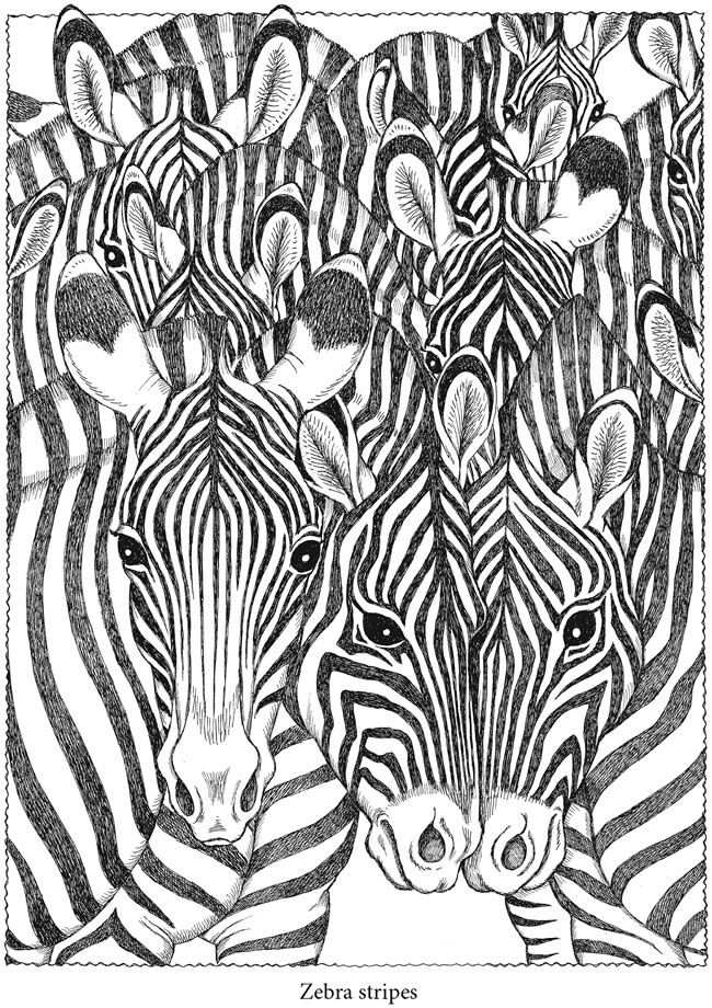 Zebra Animal Tier Animale Animales Zhivotnoe Kocka Dyr Dierlijke