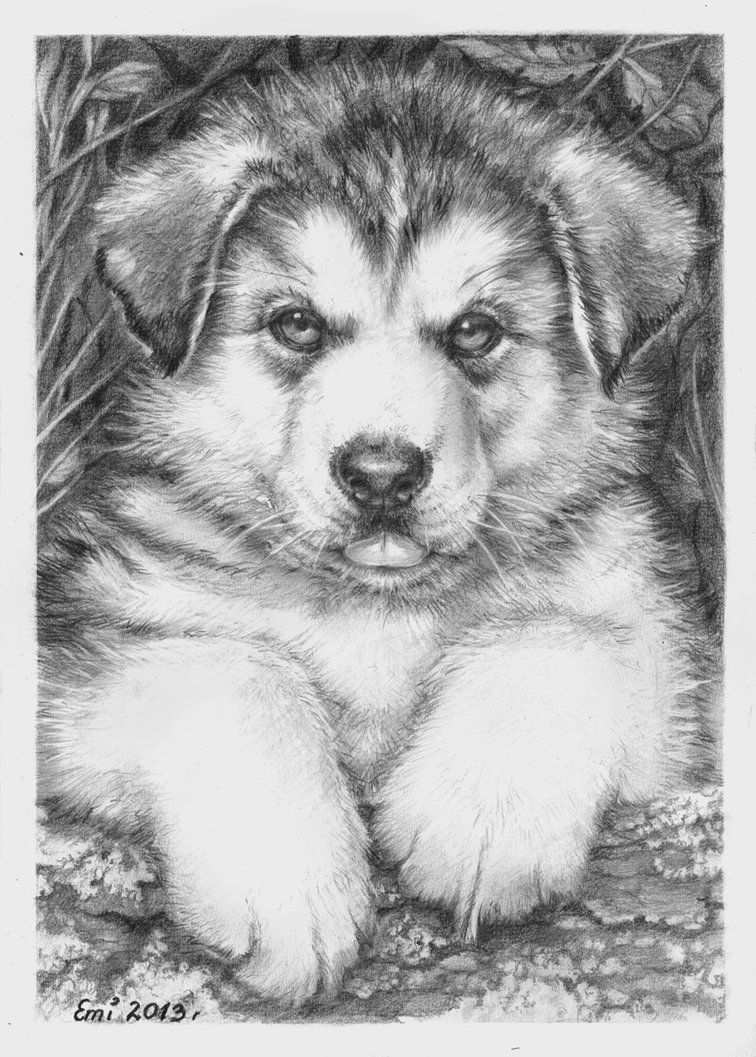 Kleurplaat Hond Kleurplaten Dieren Kleurplaten Disney Kleurplaten