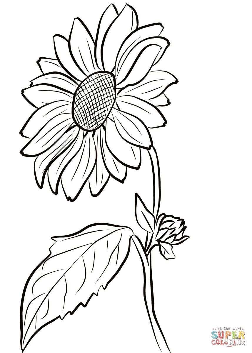 Sunflower Coloring Page With Sunflower Coloring Page Mandala