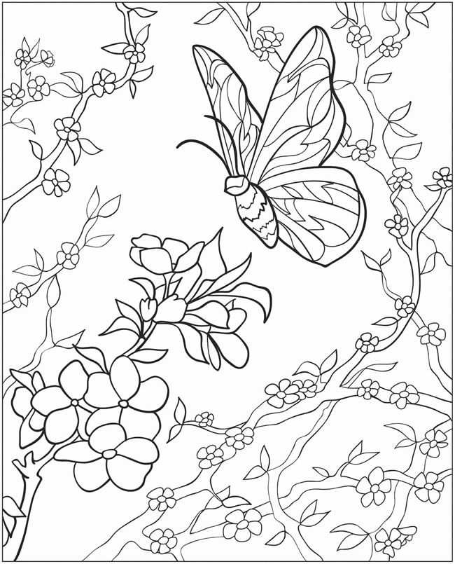 Vlinder Adult Coloring Pages Desenhos Para Pintar Adultos