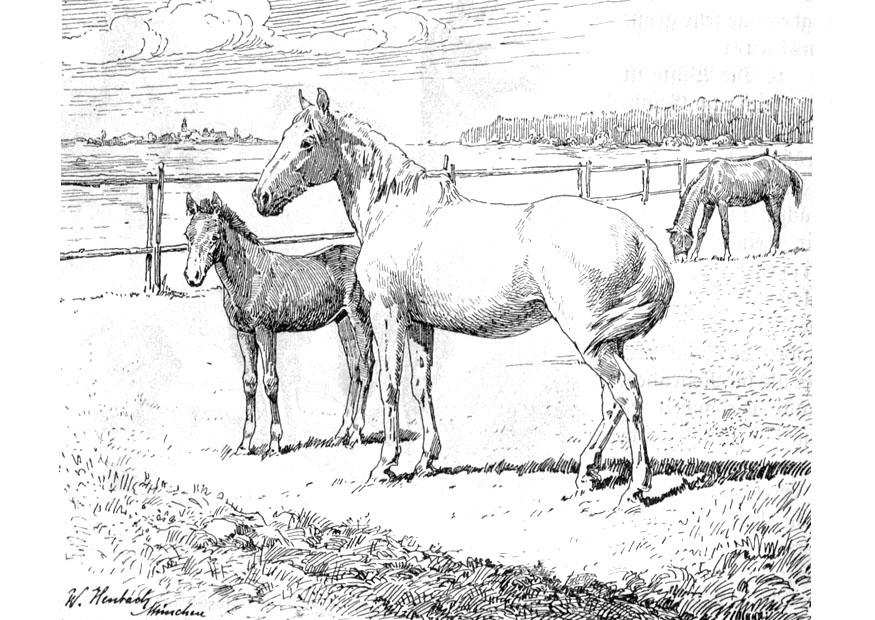 Kleurplaat Paard Met Veulen Moeilijk