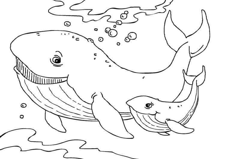 Kleurplaat Walvis Peuter