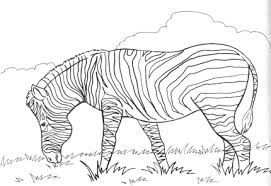 Kleurplaat Zebra Volwassenen