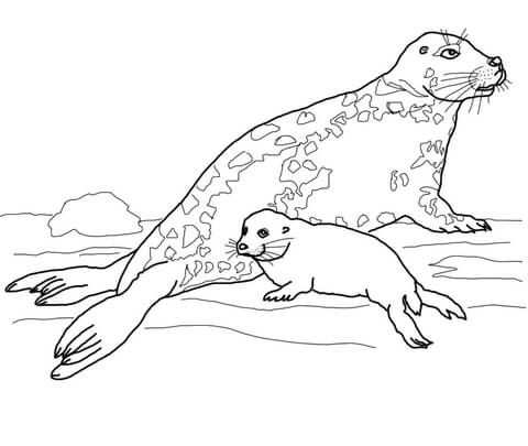 Kleurplaat Zeehonden