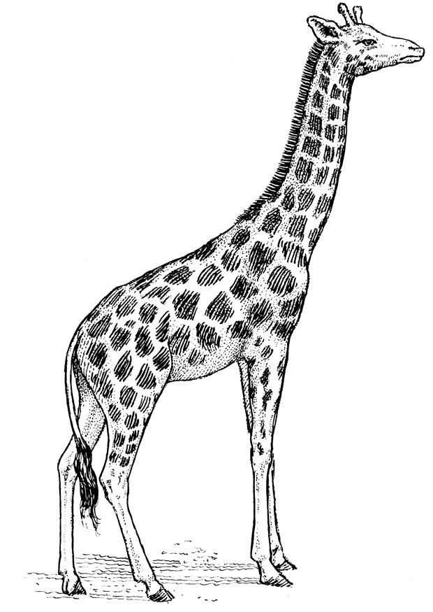 Tekening Kleurplaat Giraffe